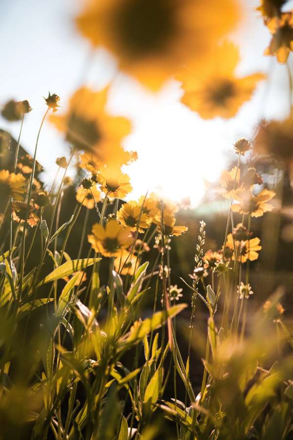 sunset, meadow, yellow, flower, summer, plant, field, spring, nature, wildflower, grass, blossom, landscape, natural, sun, beautiful, floral, background, green, rural, sky, wild, outdoor, garden, light, bloom, sunlight, beauty, white, bright, season, flora, sunny, fresh, daisy, colorful, color, sunrise, scene, chamomile, closeup, blooming, pink, environment, outdoors, view, red, purple, countryside