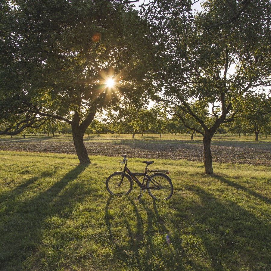 cycling, golf, sunset, free, outside, sunbeam, nobody,