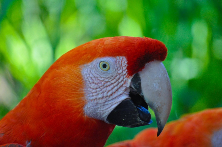 Ara chloropterus, bird, feathers, colorful, wildlife, nature, mammal, animal, tropical, red macaw, macaw aliverde, parrots, wildlife