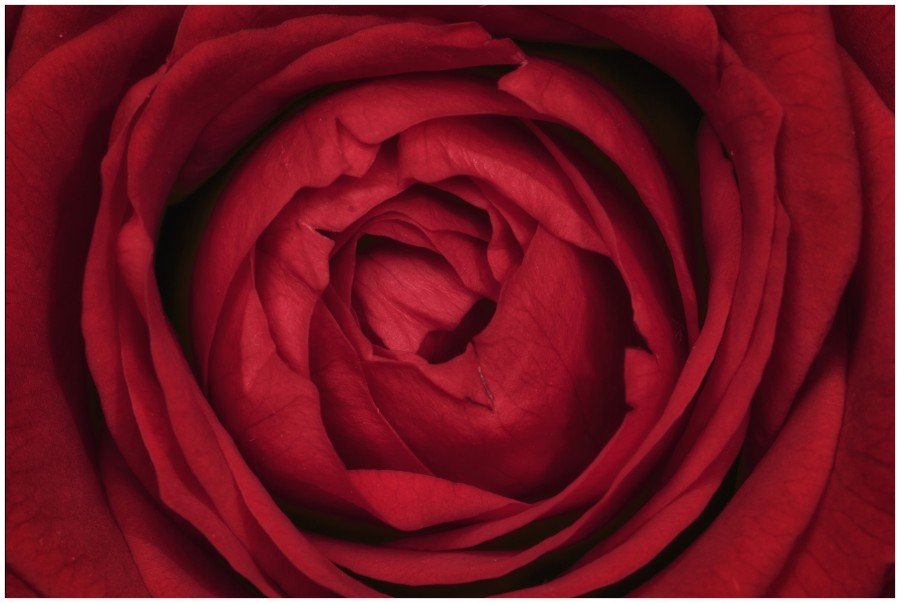pink, flower, red passion, background, background, fragrant, petal, petals, red, nature, detail,