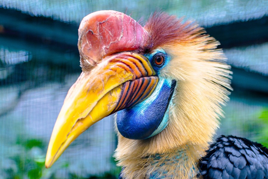 animal, bird, hornbill, helmet hornbill, Rhinoplax vigil, african, exotic, rare, helmet, 