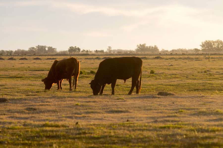 green, animal, field, nature, cattle, brown, hereford, meadow, grass, agriculture, farming, pasture, grazing, countryside, cow, farmland, domestic, farm, nobody, landscape, rural, dusk, outdoor, sunlight, sunset, Argentina, Argentine, 