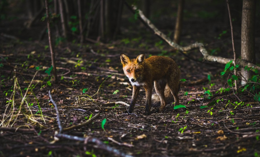 forest, one, animal, looking at camera, fox,