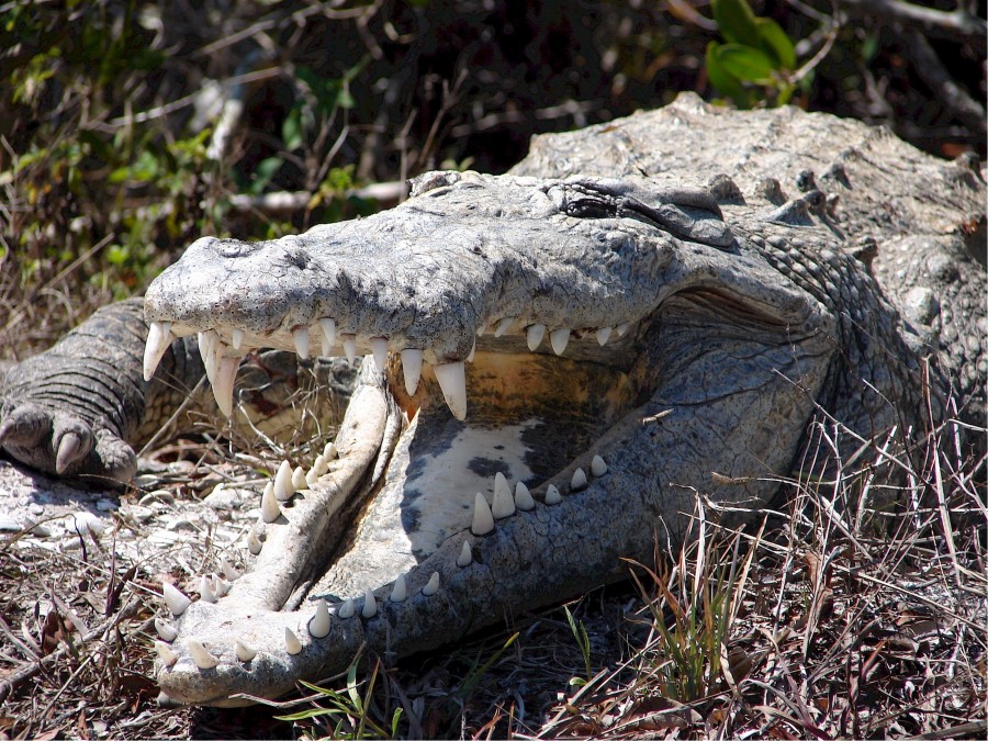 Crocodile, mouth open, canine, canines, danger, predator, jungle, attack, reptile, tusk, tusks, 