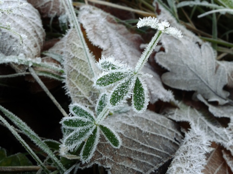 leaves, texture, nature, ice, frozen, glass, crystals, cold, winter, nobody,