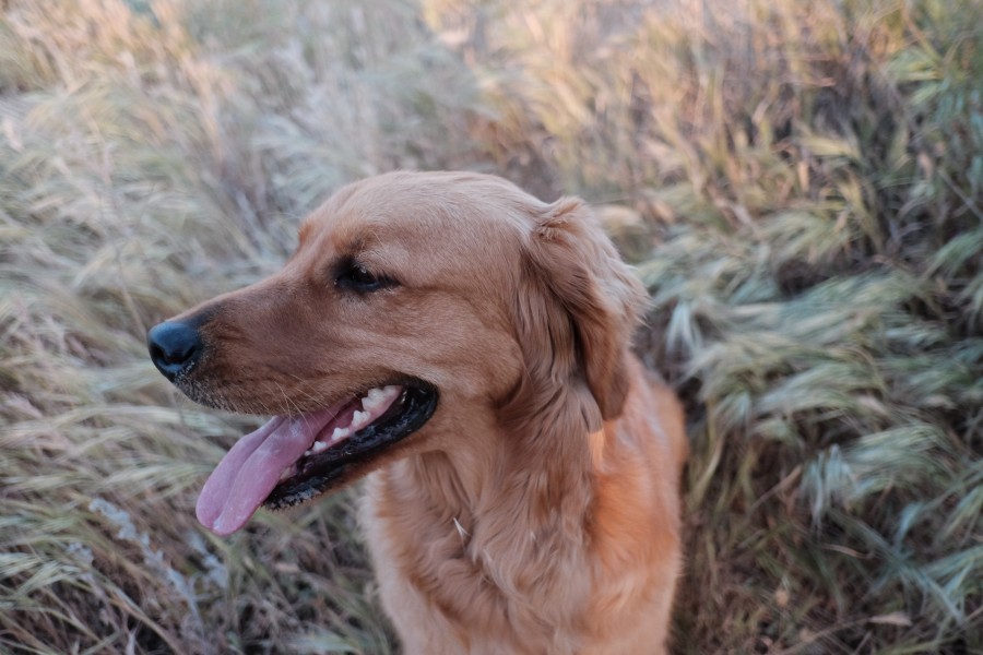 dog, animal, outdoor, pet, golden retriever, tongue,