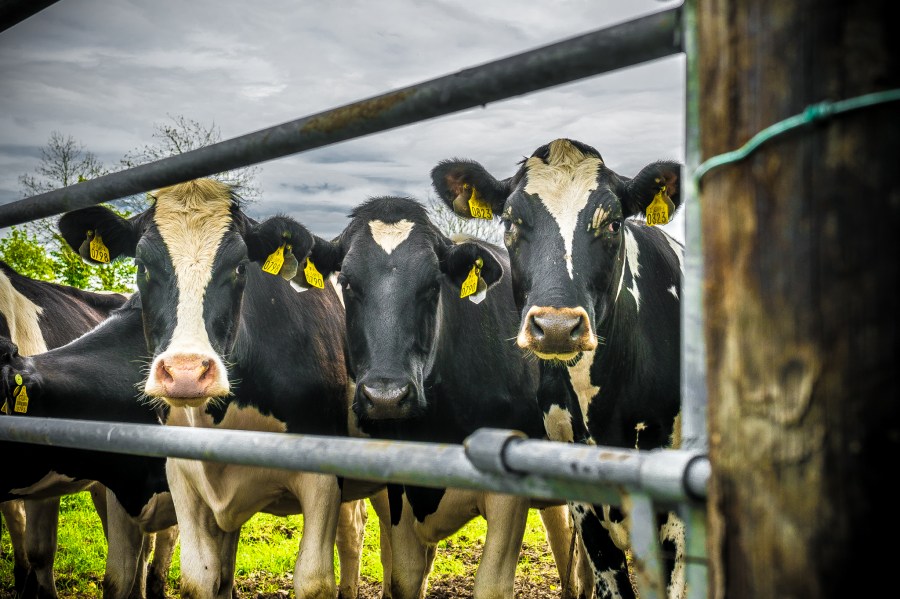 cow, cows, rural scene, Holstein, stain, white, black, three, field, animal, animals, livestock, industry, foreign, 
