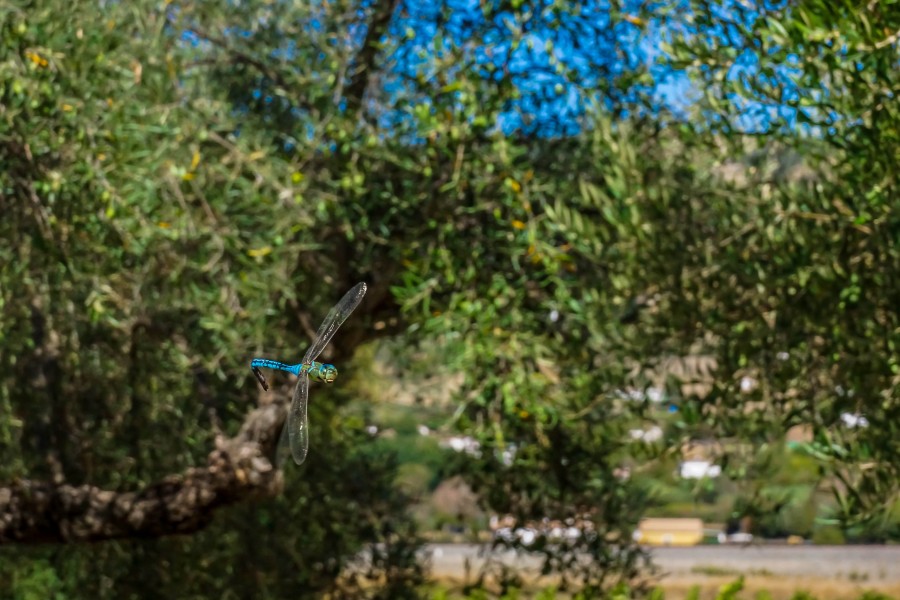 Dragonfly, insect, flying, nature, one, close-up, blue,