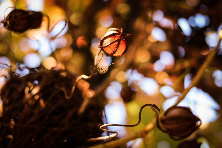 nature, plant, encapsulated, capsule, fruit, rare,