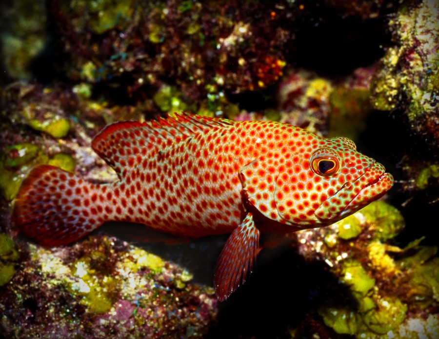 fish, animal, tropical, colorful, red, fish tank, aquarium, marine, background, foreground,