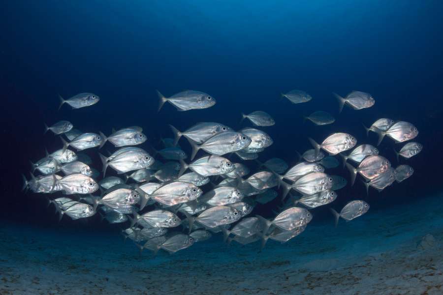 marine, sea, water, fish, ocean, wildlife, underwater, shoal, nature, under, life, reef, aquatic, exotic, animal, undersea, coral, aquarium, scuba, tropical, red, egypt, world, lagoon, maldives, tropic, landscape, snorkel, sponge, school, diving, garden, aqua, atoll, depth, submerged, seascape, deep, caribbean, colorful, australia, hawaii, indian, travel, blue, wild, environment, color, school of fish, tropical fish