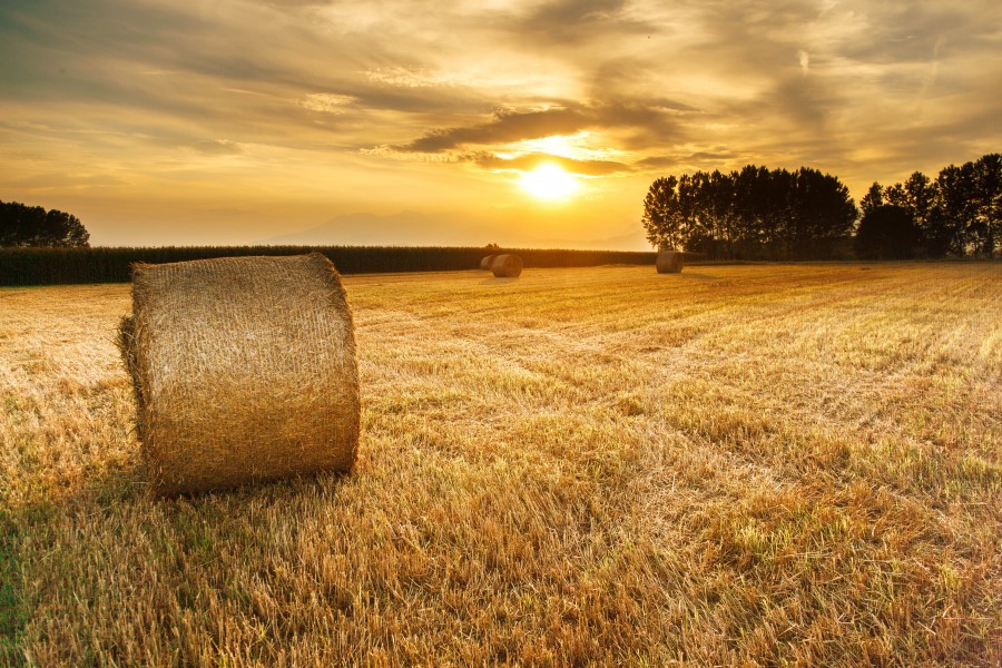 splitshire, nature, field, rural scene bale of grass, dry, bundle, roll, sunset, sunset, sunset,