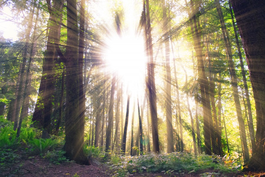 forest, sunbeam, nobody, nature, idyllic, sunrise, landscape,