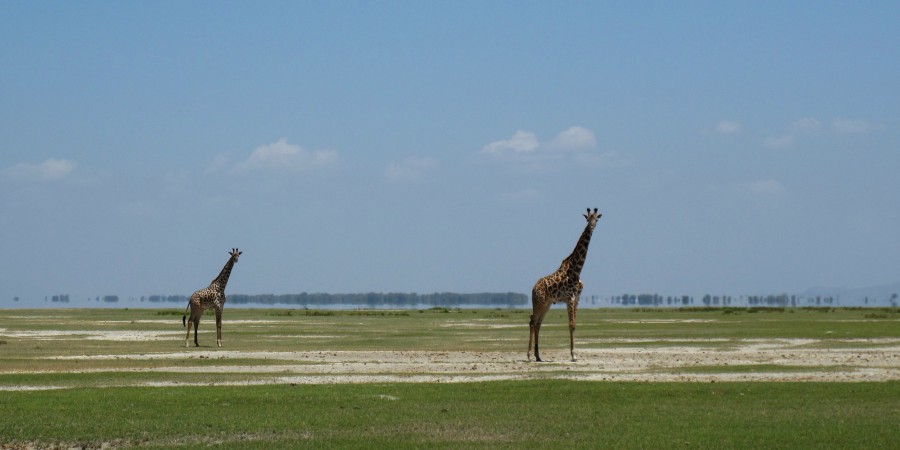 two, animal, animals, wild, africa, zafari, giraffe, giraffes, plains,