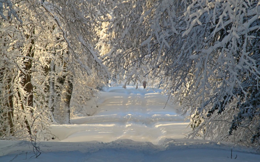 landscape, snow, snow, forest, dawn, morning, nobody, nature, road, way, 