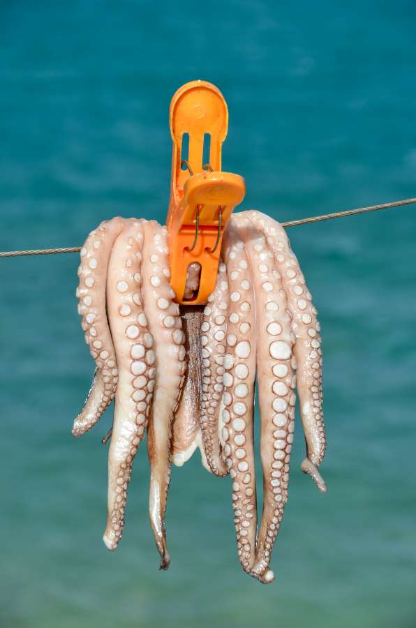 food, fresh, healthy, pulp, isolated, background, white, spanish, ingredient, fruit, freshness, market, raw, natural, green, organic, delicious, red, yellow, tropical, sweet, gourmet, closeup, mediterranean, juicy, cuisine, cephalopod, vitamin, seafood, arm, exotic, uncooked, nutrition, tentacle, luxury, sea, tentacles, octopus, vegetarian, nature, texture, horizontal, plant, orange, diet, health, color, object, animal, fish