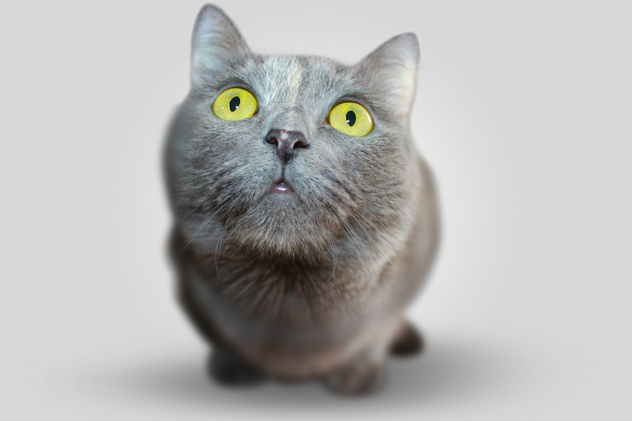 Kitten, cat baby, young animals, aggressive, hunt, cat, Skins, lovely, animals, carnivores, cute, fluffy, Hair, baby, mammal, paw, pets, playful, portrait, Thoroughbred, curious, wanted, free photos, Free images, domestic cat, animal head, portrait, Domestic Cat, Cute, Kitten, Animal, Photography, Looking At Camera, Domestic Animals, Young Animal, Color, Day, Horizontal, Indoors, Pets, No People, Animal Eye, Animal Body Part, Animal Themes, An animal, adorable, cute, pet, furry, mane, Colors, hairs, stripes, feline, pussycat, micifuz, michino, madrileño, Hd wallpapers, 4k wallpapers, 4k resolution, screensaver