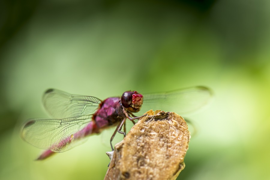 insect, dragonfly, close-up, nature,