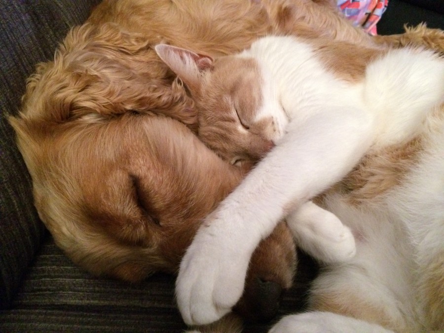 pet, pets, dog, cat, feline, catlike, dog, canine, furry, playful, tender, animal, animals, pet, friendship, fur, whiskers, snout, sweet, sweet, hound, kitten, pictures of kittens and puppies Wallpapers, HD wallpapers, HD, screensavers, wallpapers, images, free pictures, free photography, free, puppy, cat and dog wallpaper
