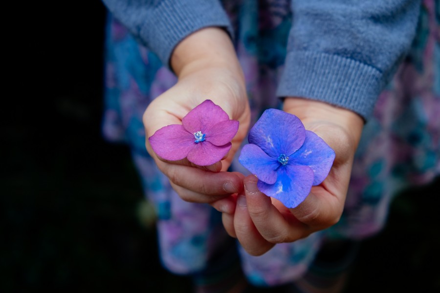 one person, people, man, dress, purple, flower, flowers, hand, concept, two, choice, spring, beauty,