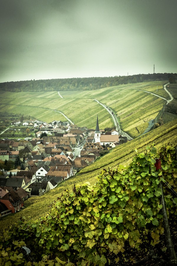 Anbau, Berg, Bocksbeutel, Flasche, Fhre, Gourmet, Heckenwirtschaften, Kulinarik, Main, Mainfranken, Nordheim, Rebe, Rebstock, Tal, Tourismus, Unterfranken, Vogelsburg, Wein, Weinbaugebiet, Weinfest, Weinfranken, Weinstube, Winzer, Wirtshauskultur, flussbett, franken, genuss, oberfranken, wandern, wirtshaus, Germany, Europe, Viñedo, 