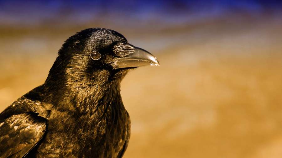 black crow, crow, black, portrait, animal, avian, background, beak, bird, birdwatching, claws, common, corvus, curious, curved, dark, fauna, feather, legs, looking, migrant