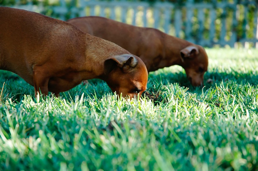 animal, animals, dog, dogs, pet, garden, food, eat, sausage, food, brown, 