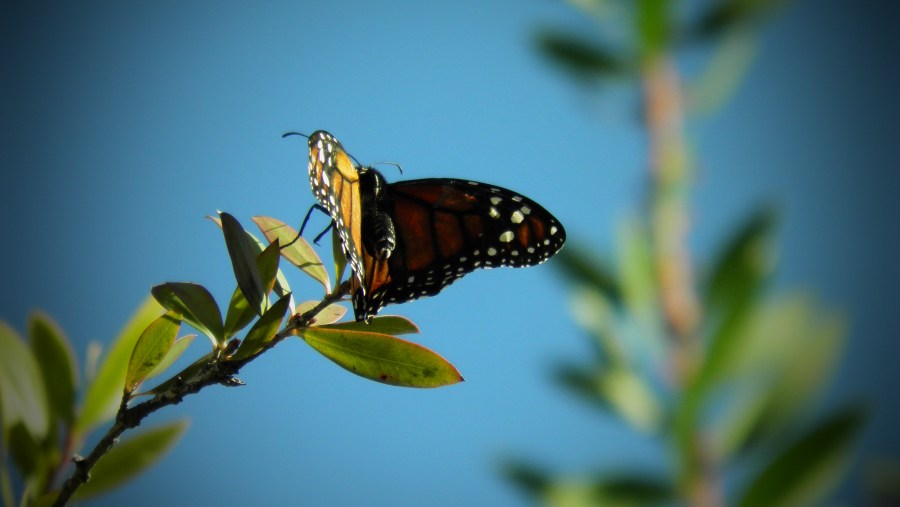 Butterfly, insect, flying, bud, spring 