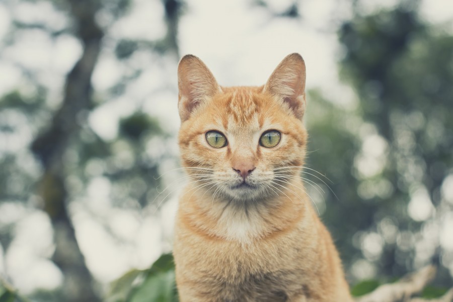 Kitten, cat baby, young animals, aggressive, hunt, cat, Skins, lovely, animals, carnivores, cute, fluffy, Hair, baby, mammal, paw, pets, playful, portrait, Thoroughbred, curious, wanted, free photos, Free images, domestic cat, animal head, portrait, Domestic Cat, Cute, Kitten, Animal, Photography, Looking At Camera, Domestic Animals, Young Animal, Color, Day, Horizontal, Indoors, Pets, No People, Animal Eye, Animal Body Part, Animal Themes, An animal, adorable, cute, pet, furry, mane, Colors, hairs, stripes, feline, pussycat, micifuz, michino, madrileño
