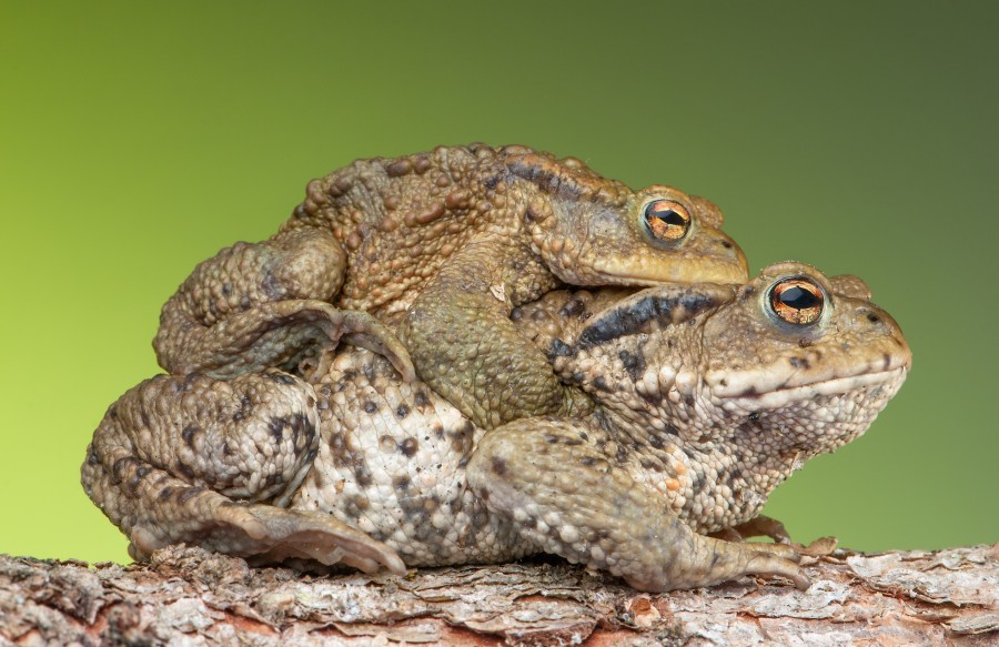 toad, toads, sex, copulate, nature, animal, animals,