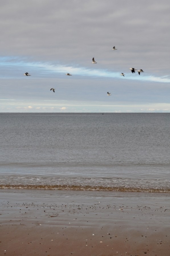 gull, gulls, Puerto Madryn, day, beach, coast, sky, Argentina, Chubut, landscape, 