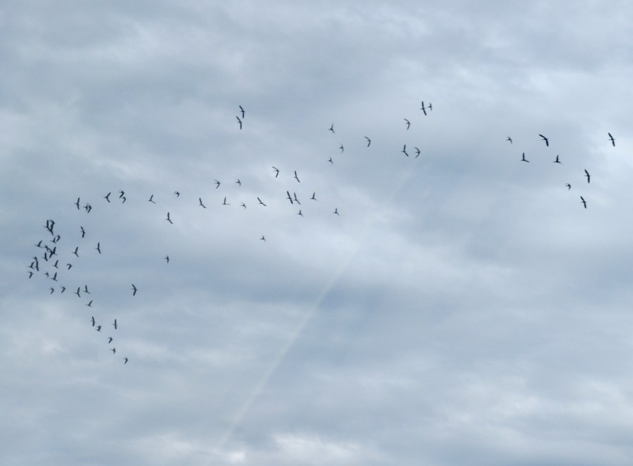 sky, cloudy, day, flock of birds, birds, flying, country, rural, long, many, weather, weather, storm, migration,