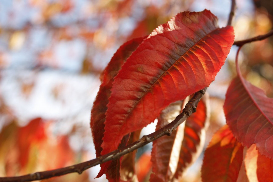 autumn, leaf, leaves, tree, nature, red, nobody, close up, detail, tree,