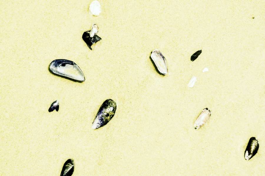 wallpaper hd, snails, nature, beach, sand, texture, background