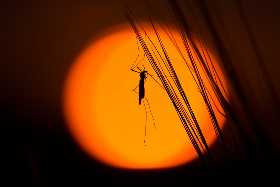 Mosquito, insect, close-up, one, small, detail