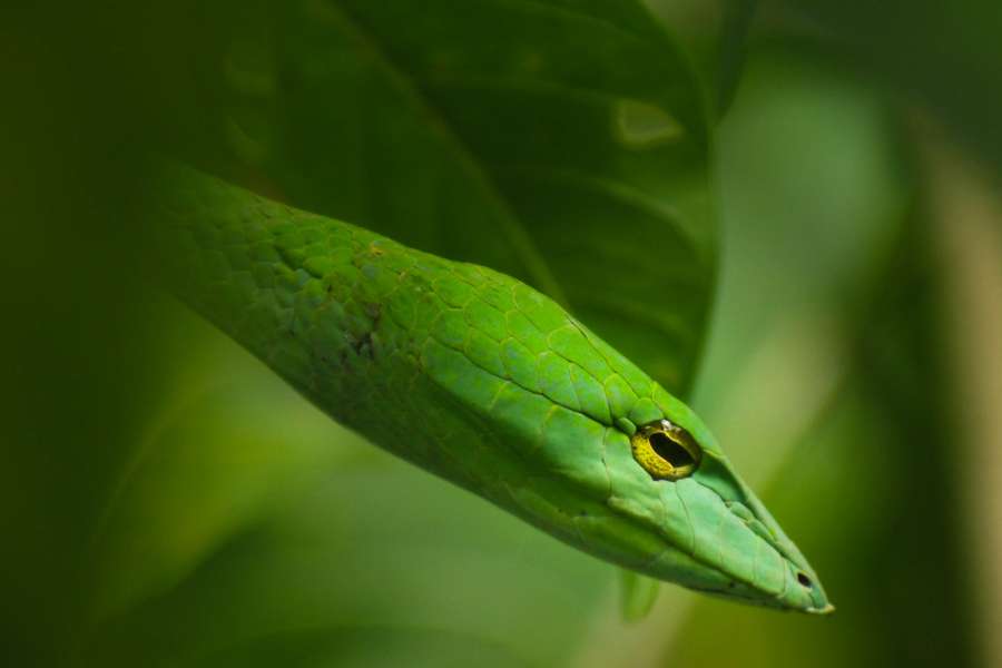 snake, green, animal, reptile, close-up, exterior, wild, head, nature,
