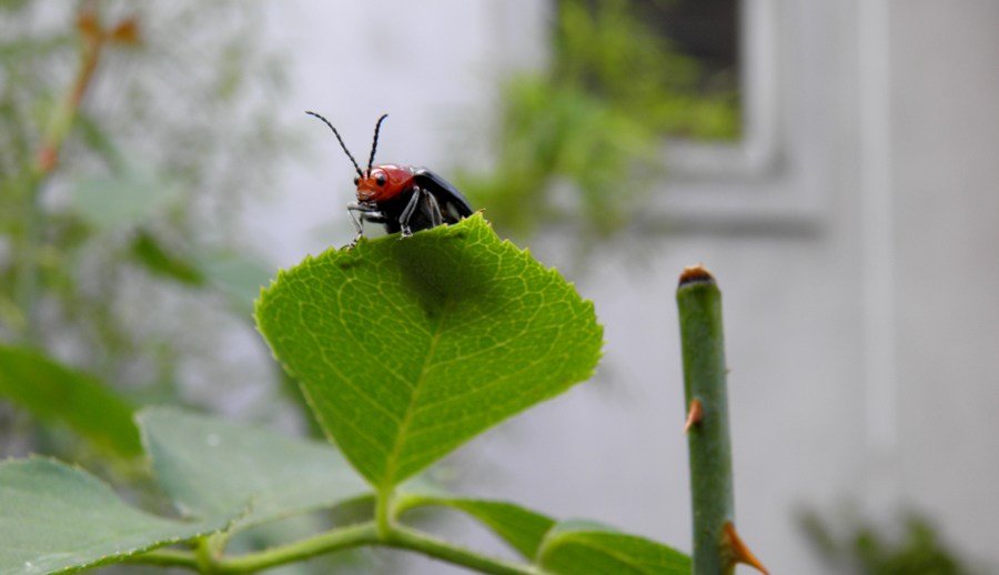 Insect, Leaf, Green 
