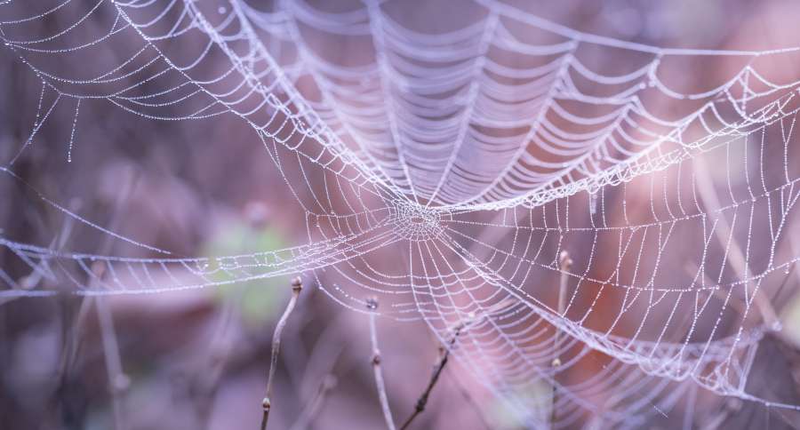 spider web, background, closeup, pattern, nature, network