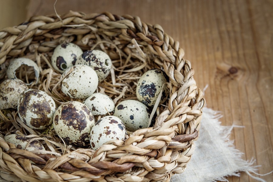 egg, eggs, quail, basket, basket, wood, poinsettias,