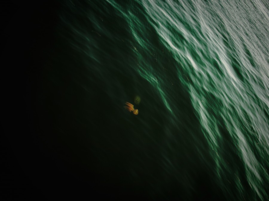 squid, sea, marine life, wildlife, ocean, seen from above, one animal,