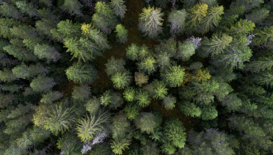 above, nature, view, pine, forest, green, landscape, background, tree, aerial, natural, texture, environment, outdoor, top, summer, travel, wood, high, park, beautiful, season, sky, woods, day, rural, road, trees, plant, scenic, mountain, fresh, color, scenery, path, wild, coniferous, scene, drone, light, pattern, sunlight, cold, pov, panorama, flora, nobody, land, grass, panoramic