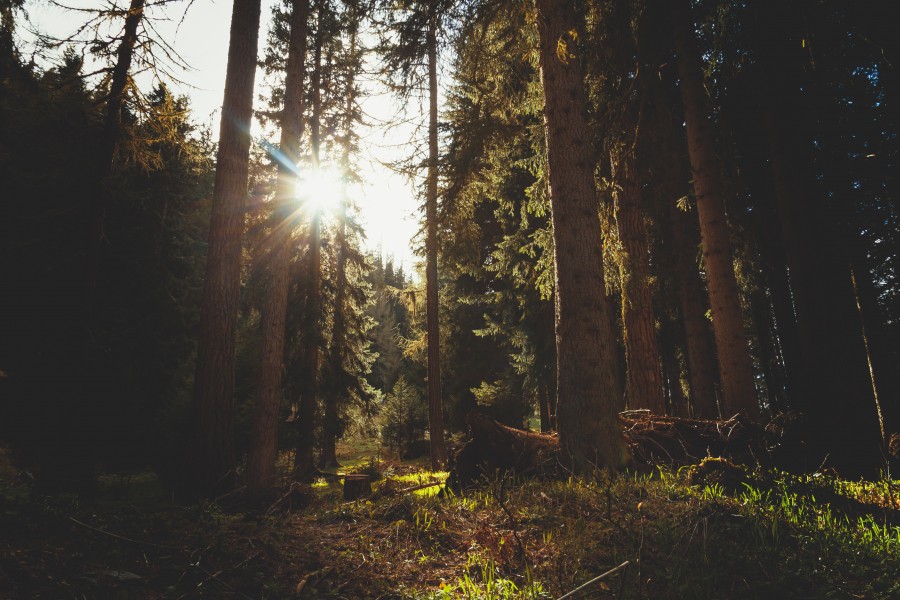 forest, landscape, nature, sunset,