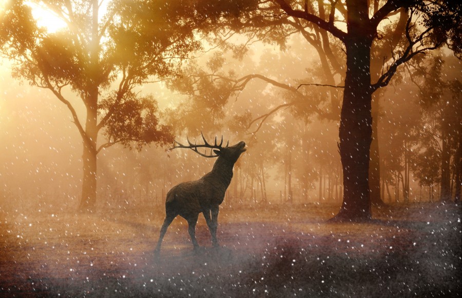 mystical, magical, magic, forest, enchanted, moose, reindeer, horns, animal, mythological, mythology, dream, dream, idyllic,