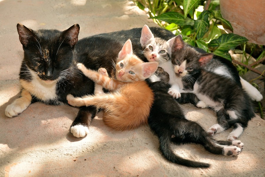 babies,  cat mother, sons, siblings, cat with their babies, Kitten, cat baby, young animals, aggressive, hunt, cat, Skins, lovely, animals, carnivores, cute, fluffy, Hair, baby, mammal, paw, pets, playful, portrait, Thoroughbred, curious, wanted, free photos, Free images, domestic cat, animal head, portrait, Domestic Cat, Cute, Kitten, Animal, Photography, Looking At Camera, Domestic Animals, Young Animal, Color, Day, Horizontal, Indoors, Pets, No People, Animal Eye, Animal Body Part, Animal Themes, An animal, adorable, cute, pet, furry, mane, Colors, hairs, stripes, feline, pussycat, micifuz, michino, madrileño, felido, gatuno