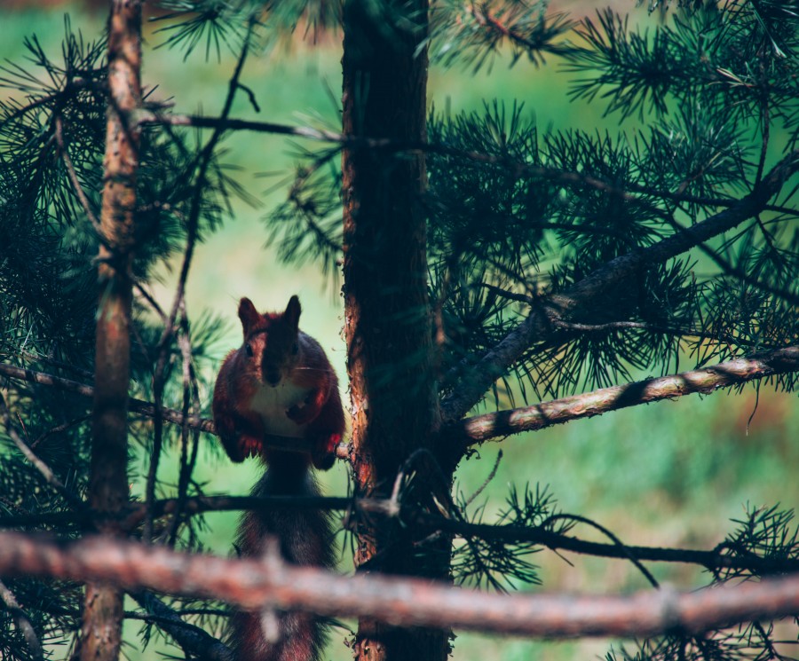animal, forest, wild, squirrel, nature,
