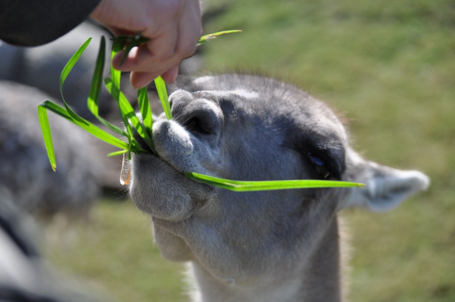 One Animal, Guanaco, Wild Animal, guanacos, Mammal, Wildlife, wildlife, Zoology, Zoo, Zoo,Lama guanicoe