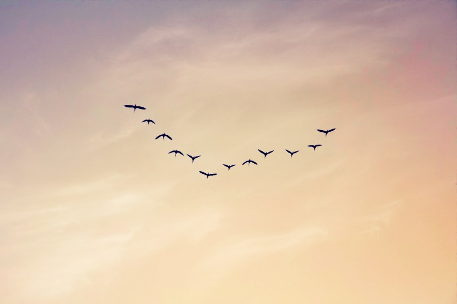 Argentina, La Pampa, sunset, birds, birds, sky, clouds, clouds, birds, sky, sunset, flying, group, many, many, many, 