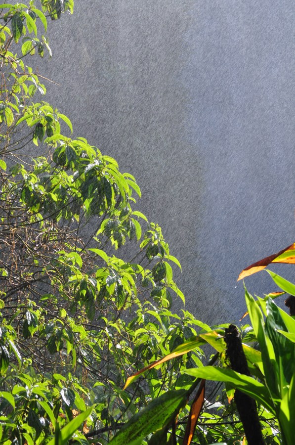 Argentina, Misiones, Iguazu National Park, Iguazu Falls, Brazil, Water, Forest, Tourist Place, Tourism, Humidity, Green, Nature, rain, Wet, Hot, Vegetation
