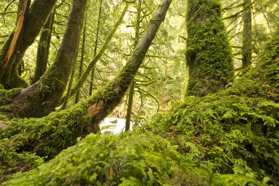 nature, green, forest, tree, moss, landscape, jungle,