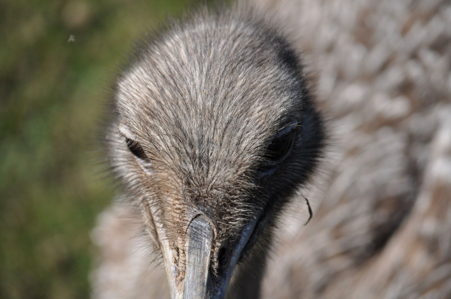 Ostrich, animal, bird, eye, feathers, plumage, beak, fast, speed, Africa, African, Height, Animal, Beautiful, Bird, Ostrich, Bird, Head, Conservation, Conserve, Neck,Struthio camelus